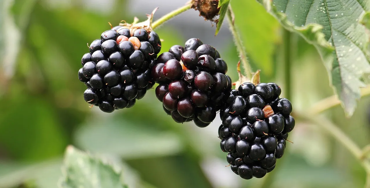 A B6-vitamin szerepe és fontossága a szervezetünk egészségében
